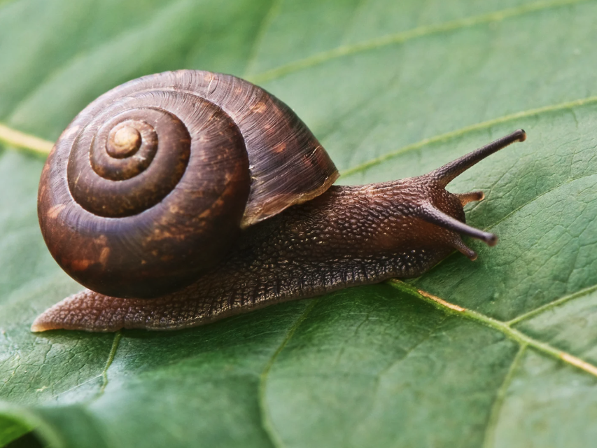 snail